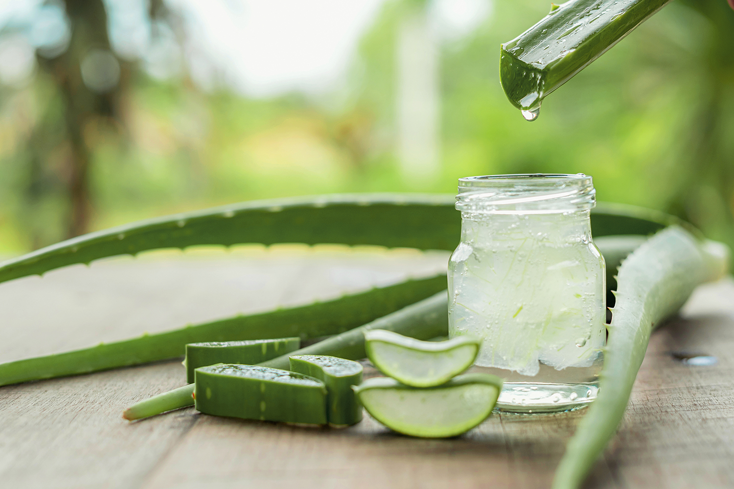 ALOE VERA: AN OLD PLANT FOR NEW HEALTH
